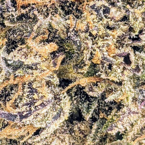 Granddaddy Purple strain buy weed online cheap weed online dispensary mail order marijuana