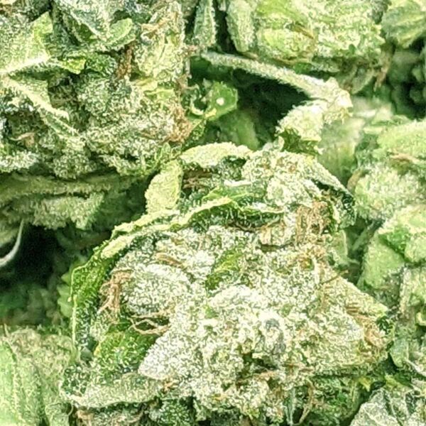 Jack Fruit strain buy weed online cheap weed online dispensary mail order marijuana