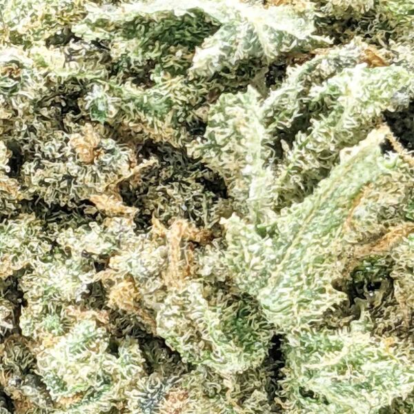 Blue Gelato strain buy weed online cheap weed online dispensary mail order marijuana