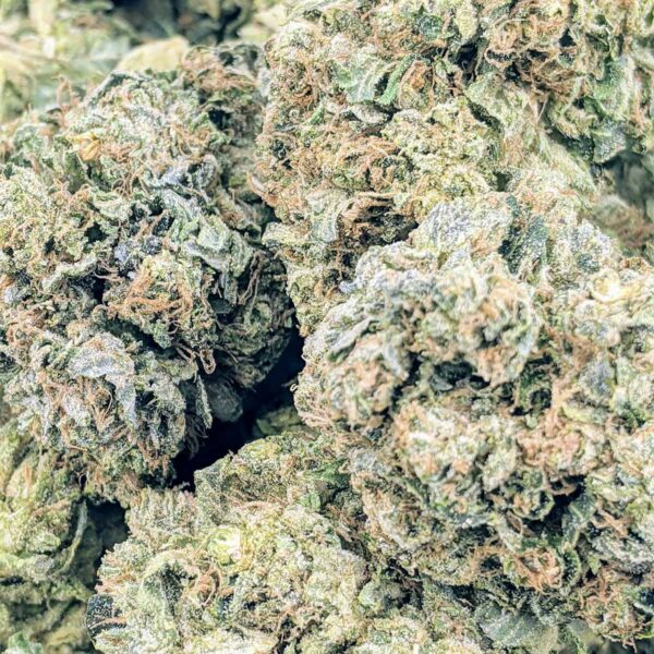 Orange Sherbet strain buy weed online cheap weed online dispensary mail order marijuana