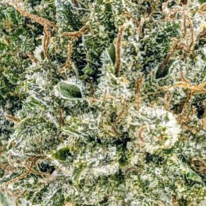 Gods Green Crack strain buy weed online cheap weed online dispensary mail order marijuana