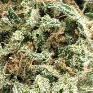 Cinderella 99 strain buy weed online cheap weed online dispensary mail order marijuana