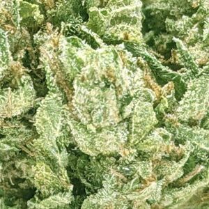 Jean Guy strain buy weed online cheap weed online dispensary mail order marijuana